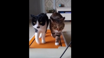 Topganhotty  16-11-2021 video asstoy